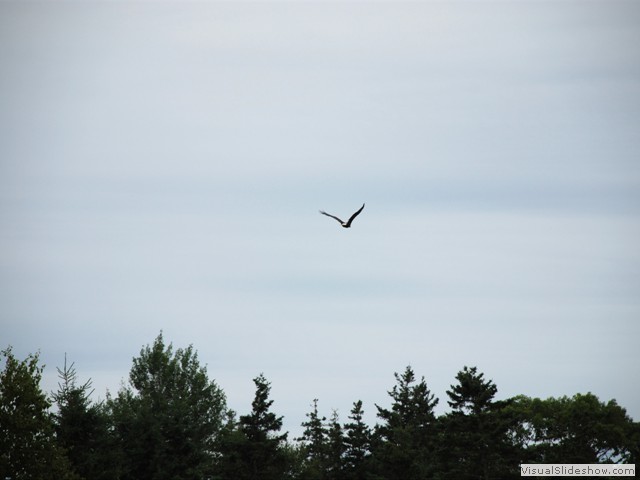 July 26: Eagle soaring near Sue and Dave's home