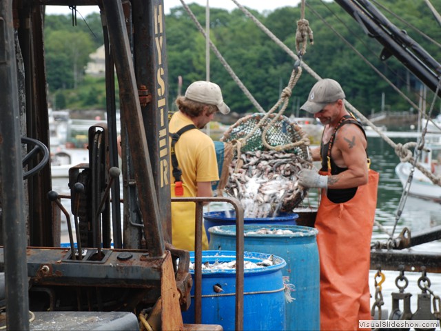 July 26: Salting and loading lobster bait (mackerel) in South Bristol.