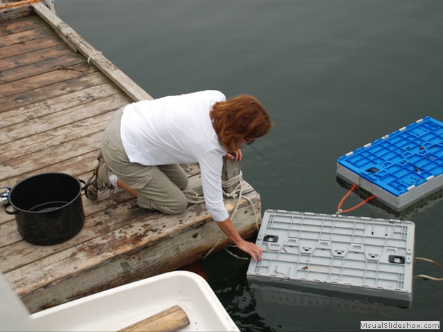 July 26: Sue has arranged for a local lobsterman to leave some lobsters at their neighborhood dock.  Here, she retrieves the basket to select our dinner.