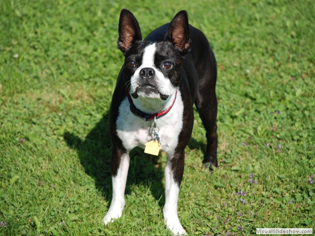 July 27: Here's Petey, their daughter Marit's Boston Terrier.  She and her husband live in Silicon Valley and Petey is spending his summer in Maine.