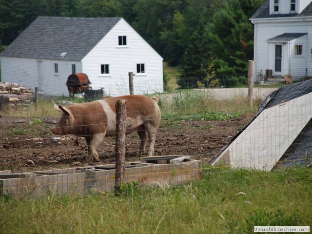 July 31: a few miles along the same road I came across a farm having a family of pigs.