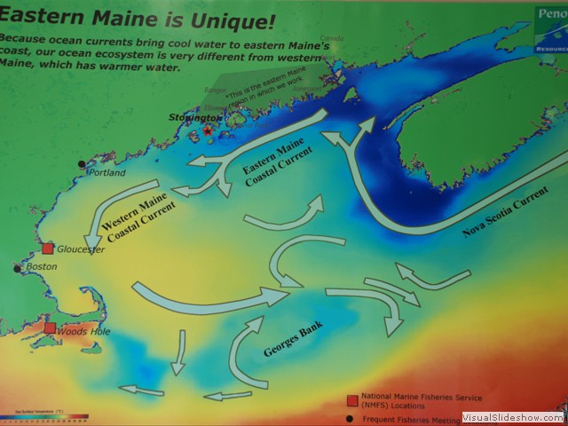 July 31: At Stonington, we visited the Penobscot Resource Center to learn more about the Maine fishing industry. This poster illustrates currents.