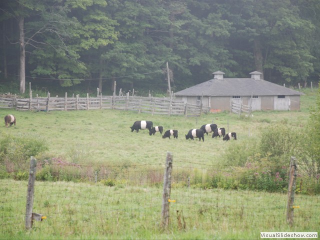 August 2:  Today we rode a loop to Rockland and back.  There were three riding options today.  Bob, Nancy and Pete all took the longest one, 38 miles.  This is the Aldermere Farm just outside Camden, with its Belted Galloway cows.