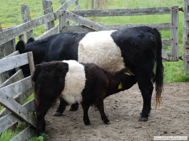 August 2: Calf nursing at Aldermere Farm.