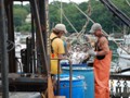 July 26: Salting and loading lobster bait (mackerel) in South Bristol.