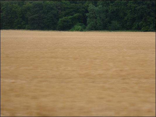 barley field