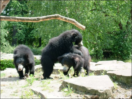 Berlin zoo