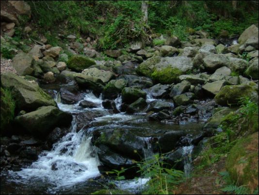 black forest stream