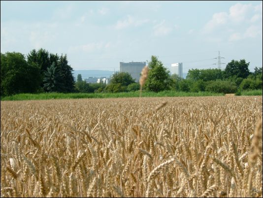 Frankfurt barley